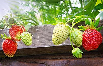 任天堂发布《宝可梦：晶灿钻石＆明亮珍珠》真人宣传片